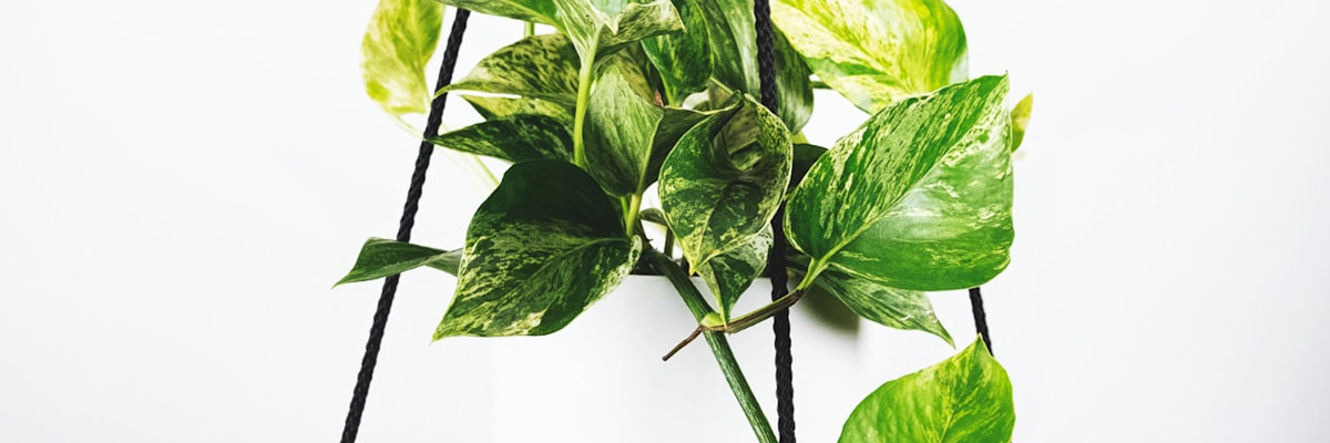 世界杯比赛现场观众欢呼庆祝的壮观场面